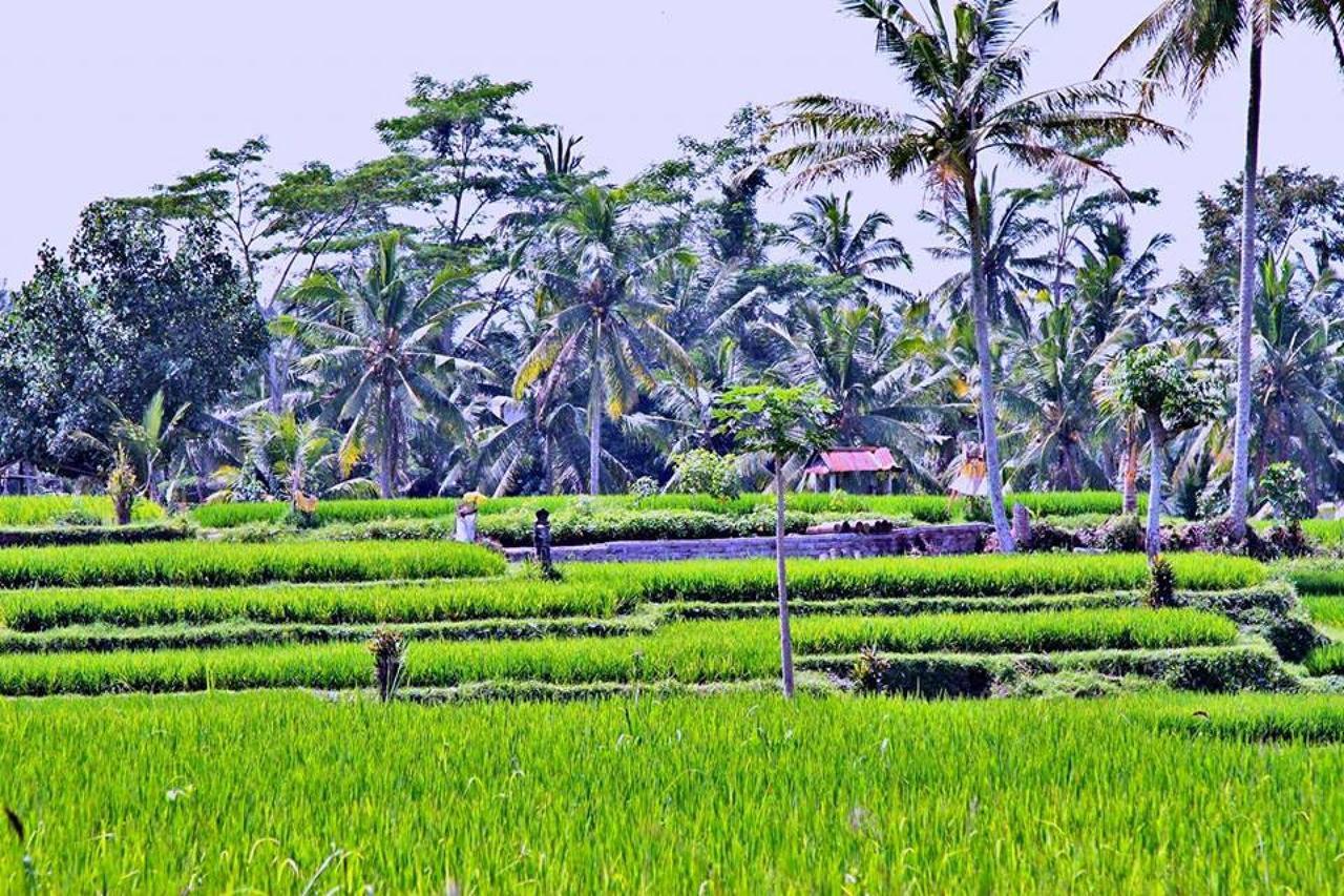White Villa Ubud Exterior foto